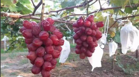 image-20211031115314792